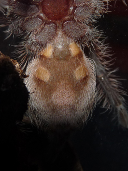 B. albopilosum Male or Female?