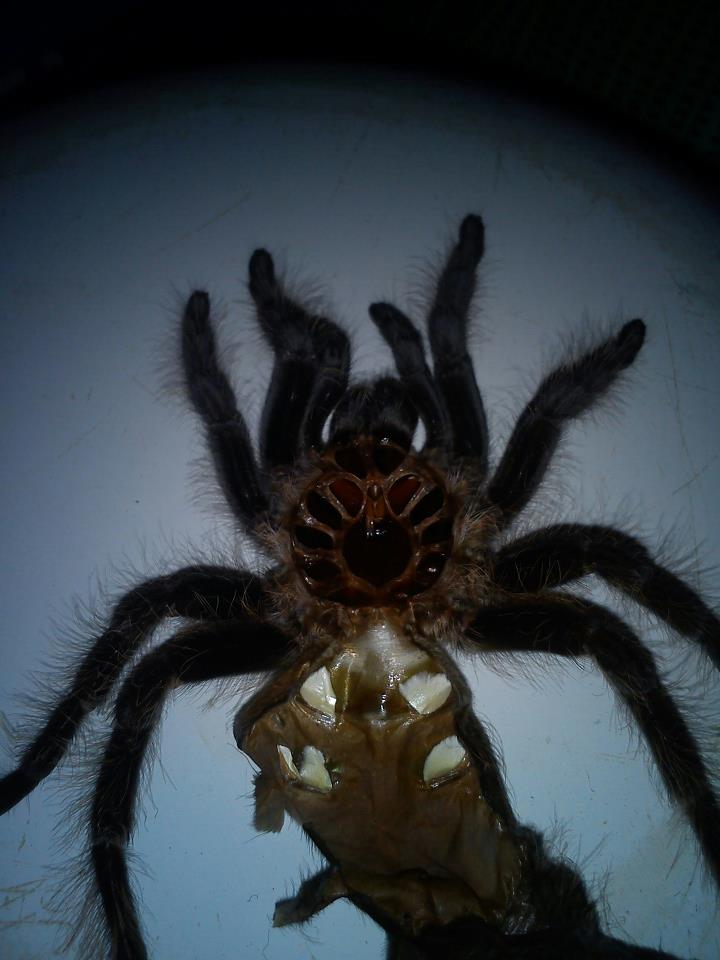 B. Albopilosum Male or Female?