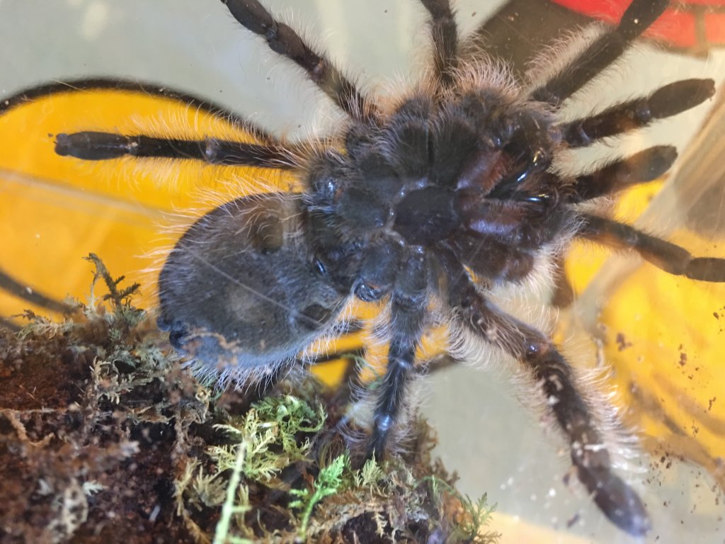 B. Albopilosum Male or Female?