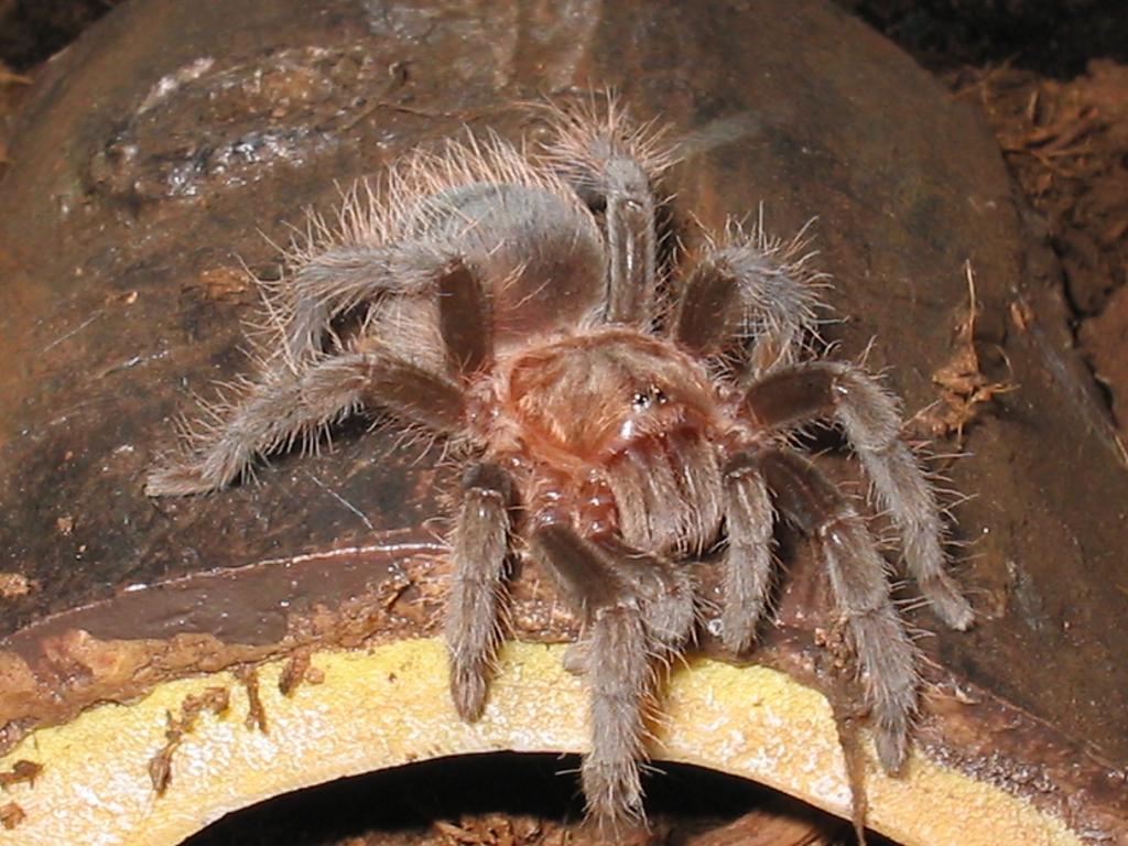 B.albopilosum male