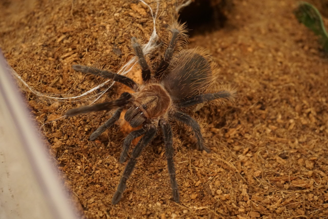 B Albopilosum "Mammoth"