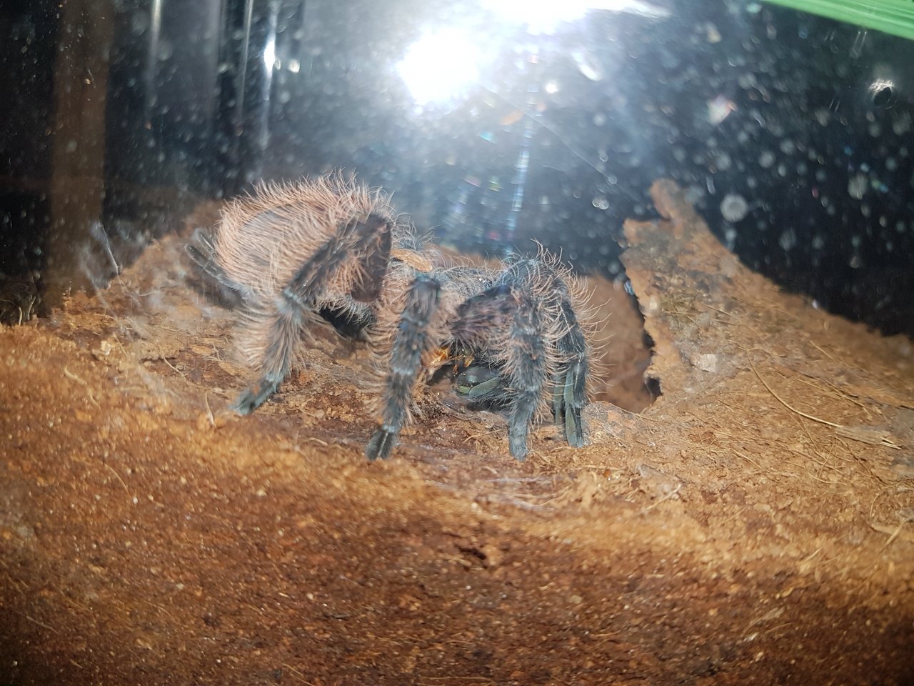 B Albopilosum munching
