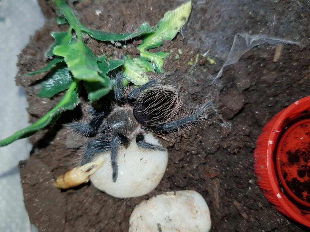 B. albopilosum Nicaragua sling