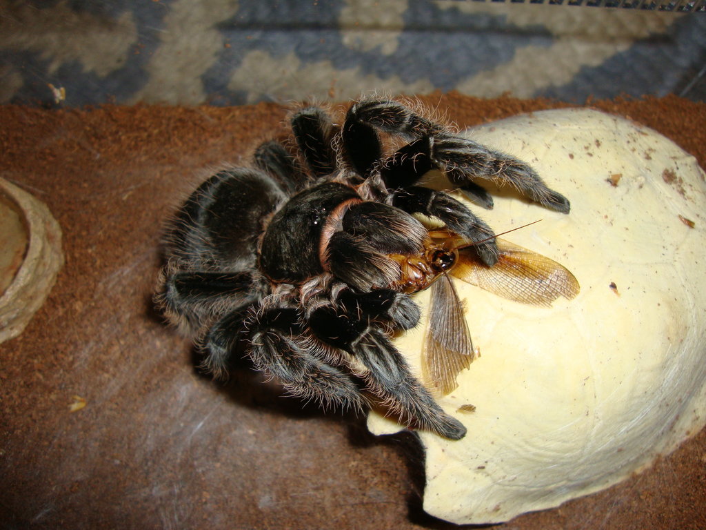 B. albopilosum, Queen