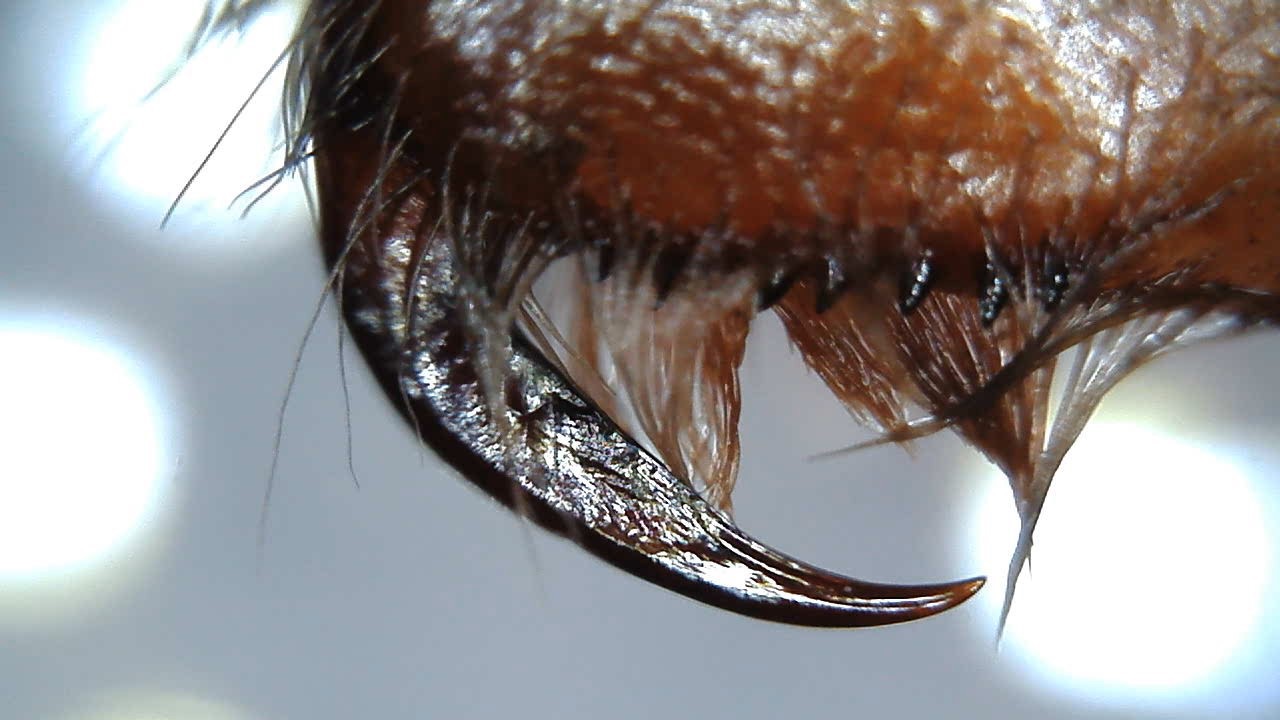 B. Albopilosum sling fang super close up