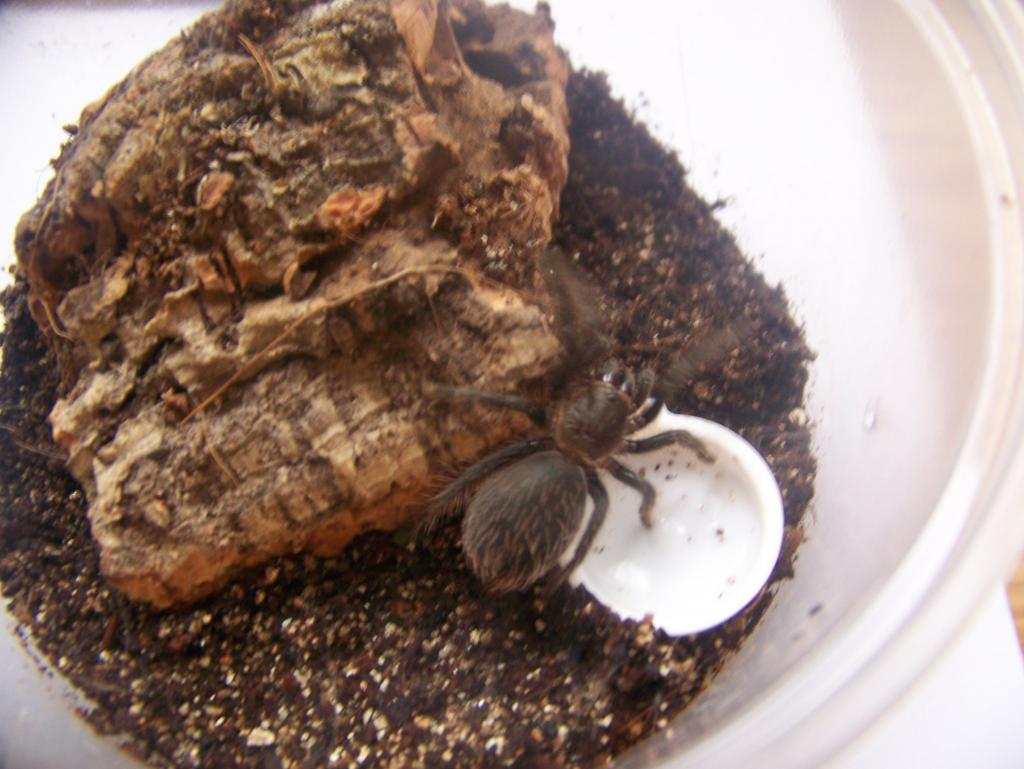B.albopilosum Sling