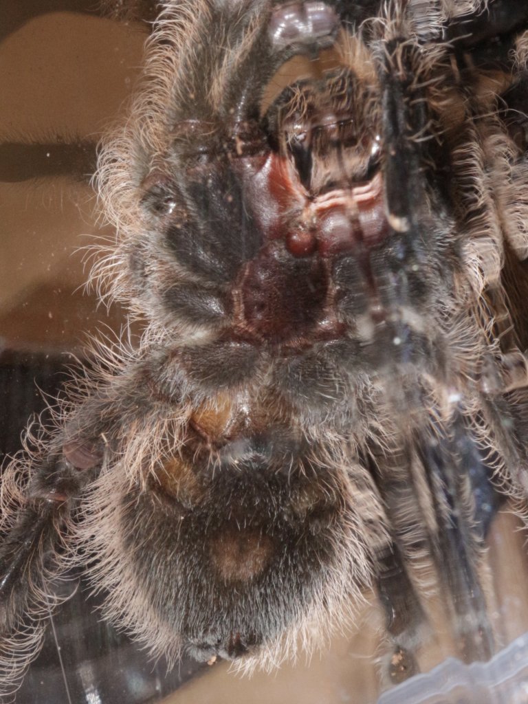 B. albopilosum sub-adult