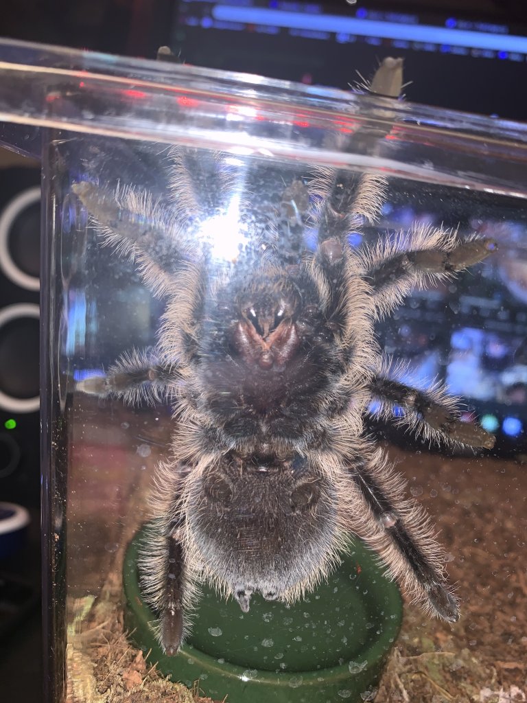 B. albopilosum Ventral Sexing