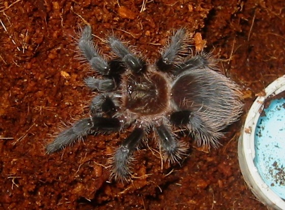 B. albopilosum