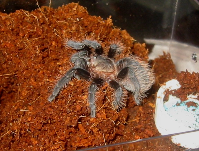 B. albopilosum