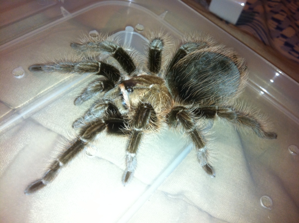 B. Albopilosum