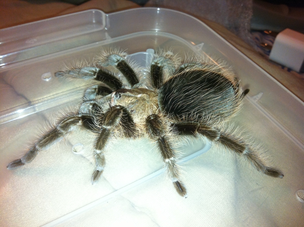 B. Albopilosum