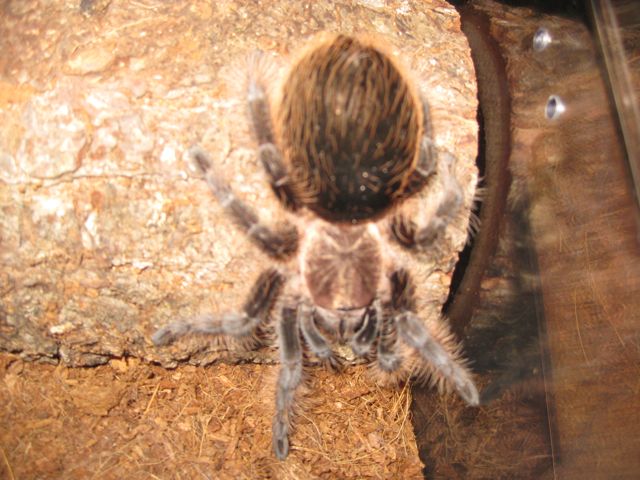 B. albopilosum