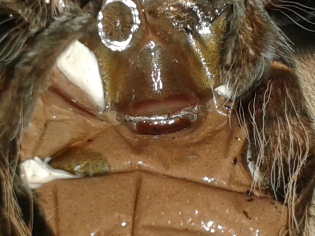 B. albopilosum