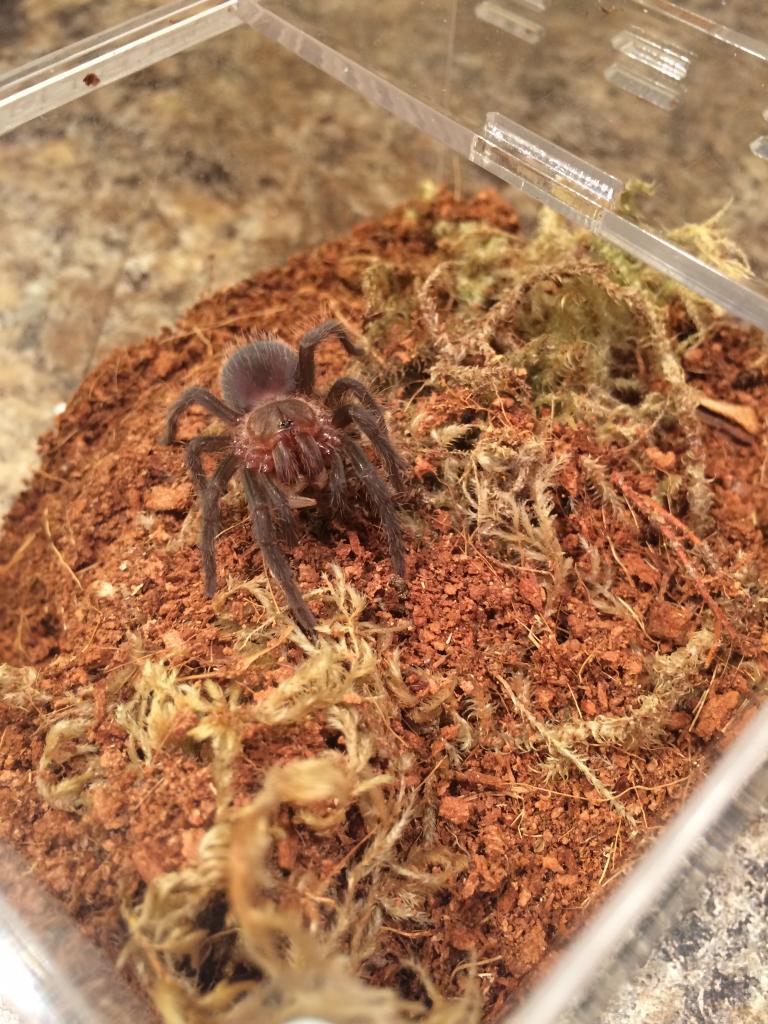 B Albopilosum