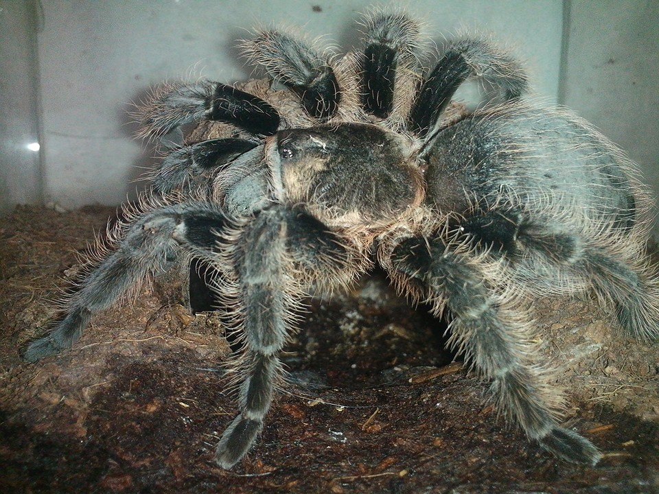 B.albopilosum