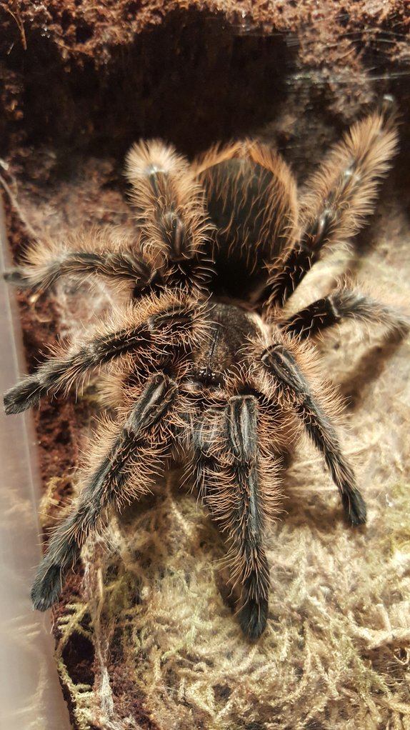 B. Albopilosum | Arachnoboards