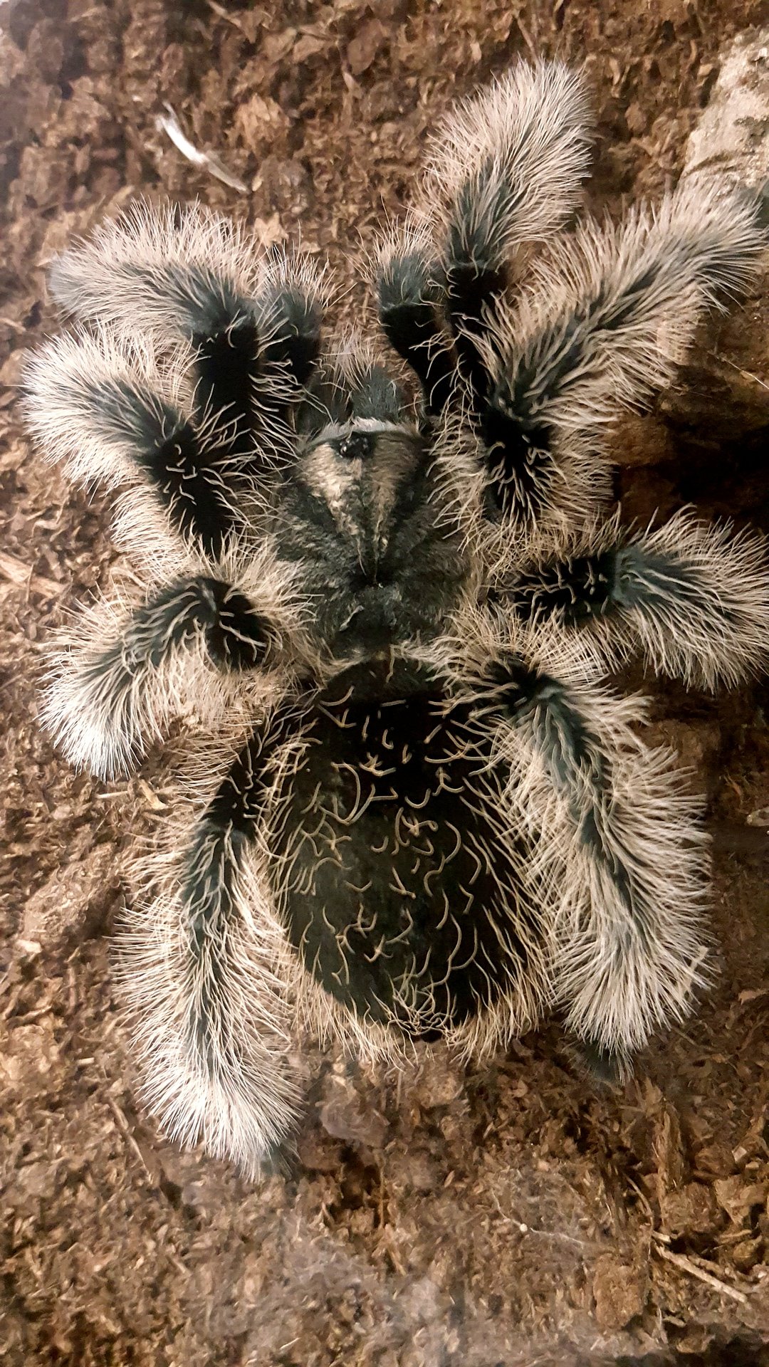 B. albopilosum