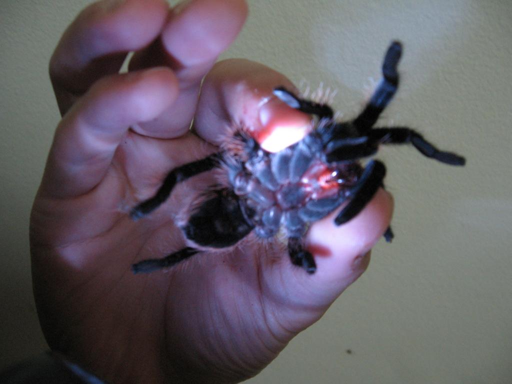 B. Albopilosum