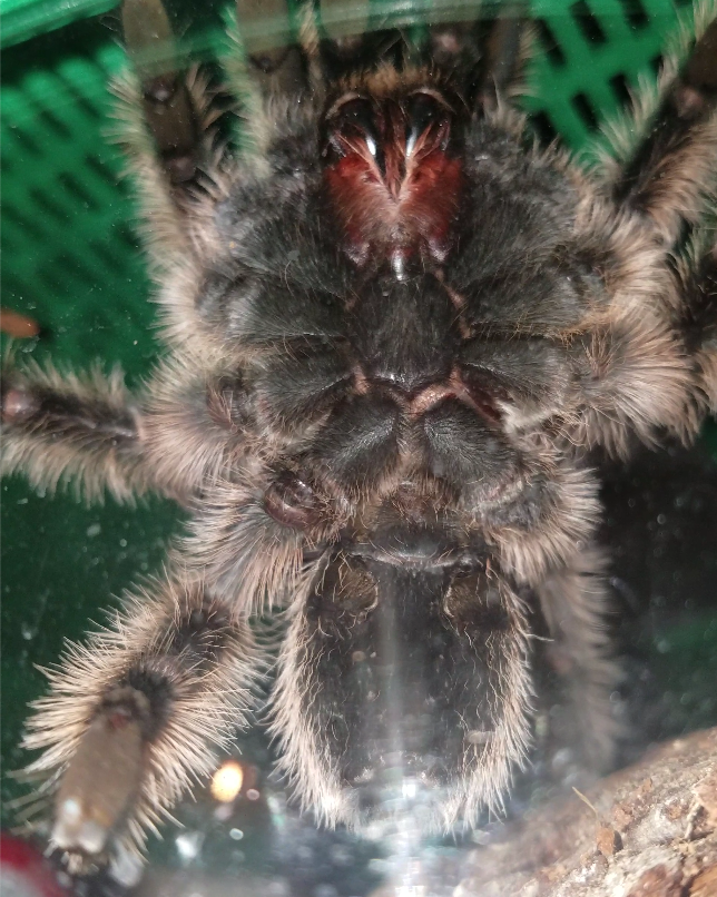 B. Albopilosum