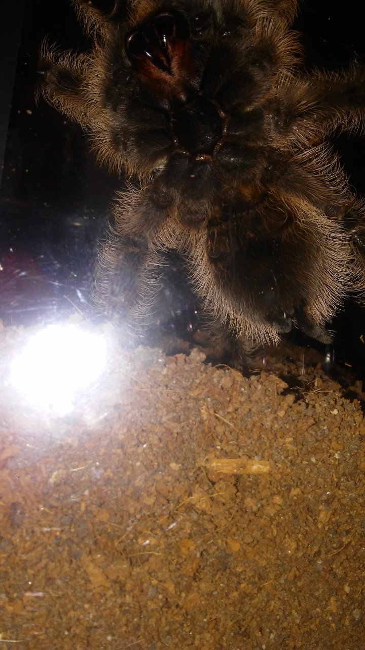 B. Albopilosum