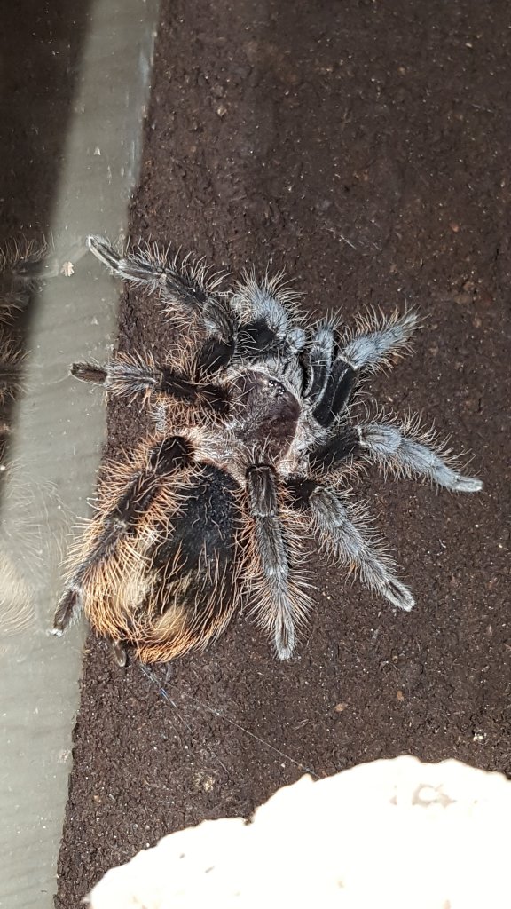 B. albopilosum?