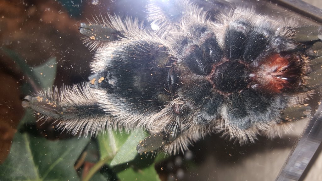 B. albopilosum