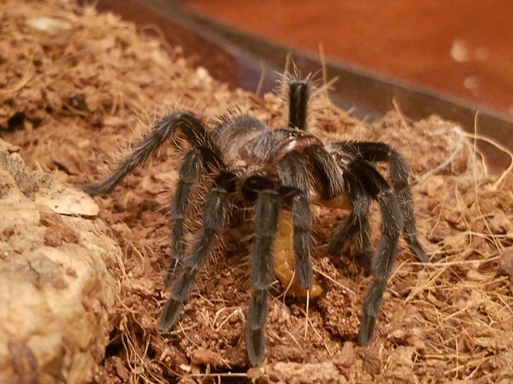 B. Albopilosum