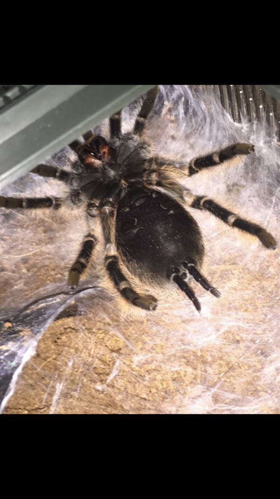 B Albopilosum