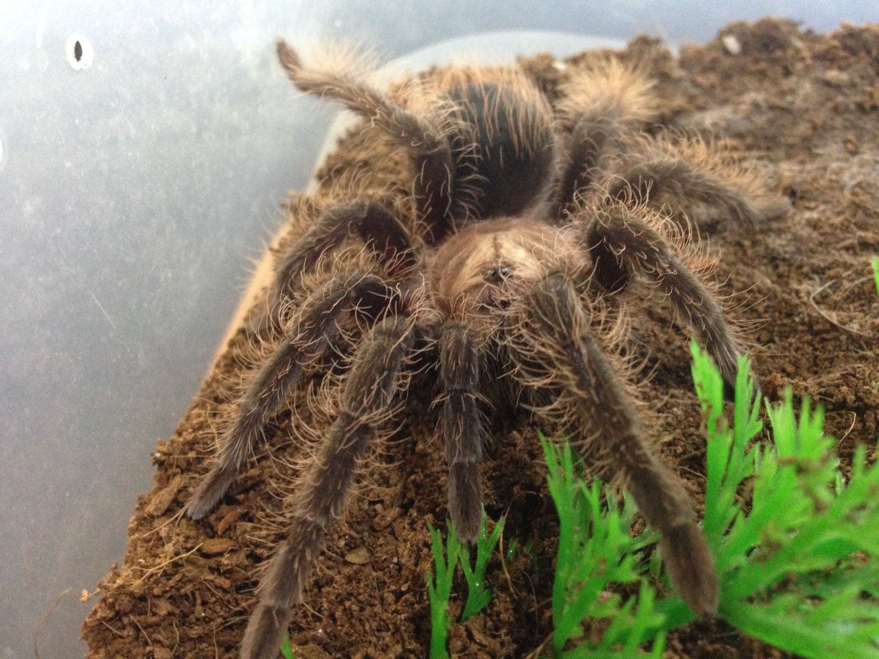 B. albopilosum