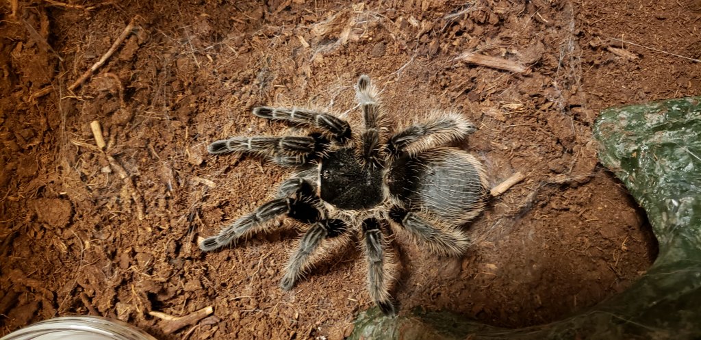 B. Albopilosum????