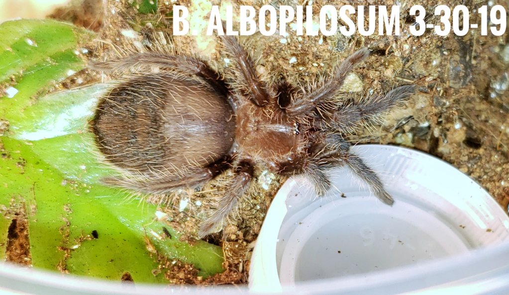 B. Albopilosum