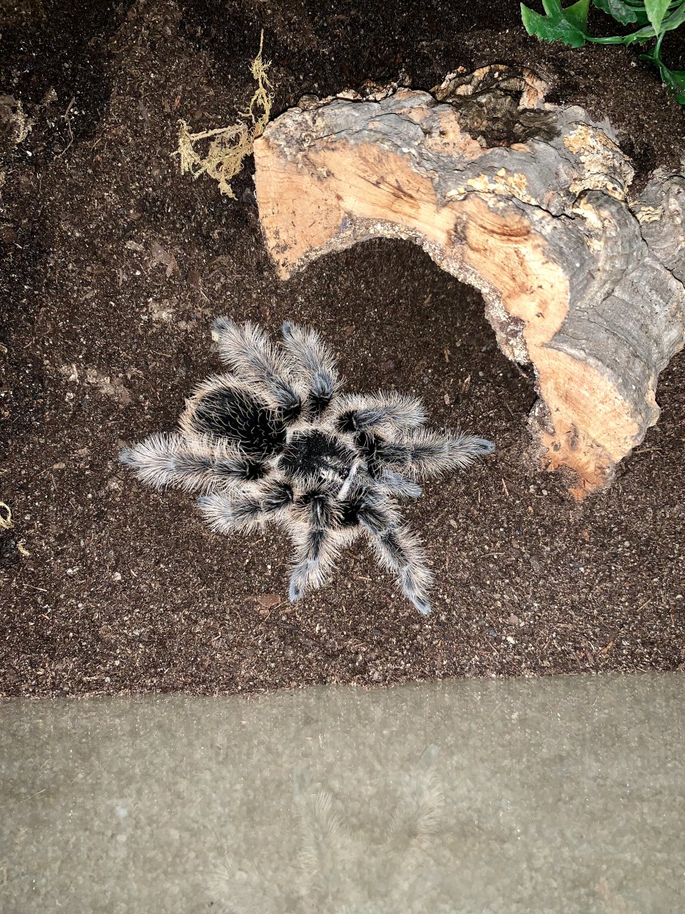 B. Albopilosum