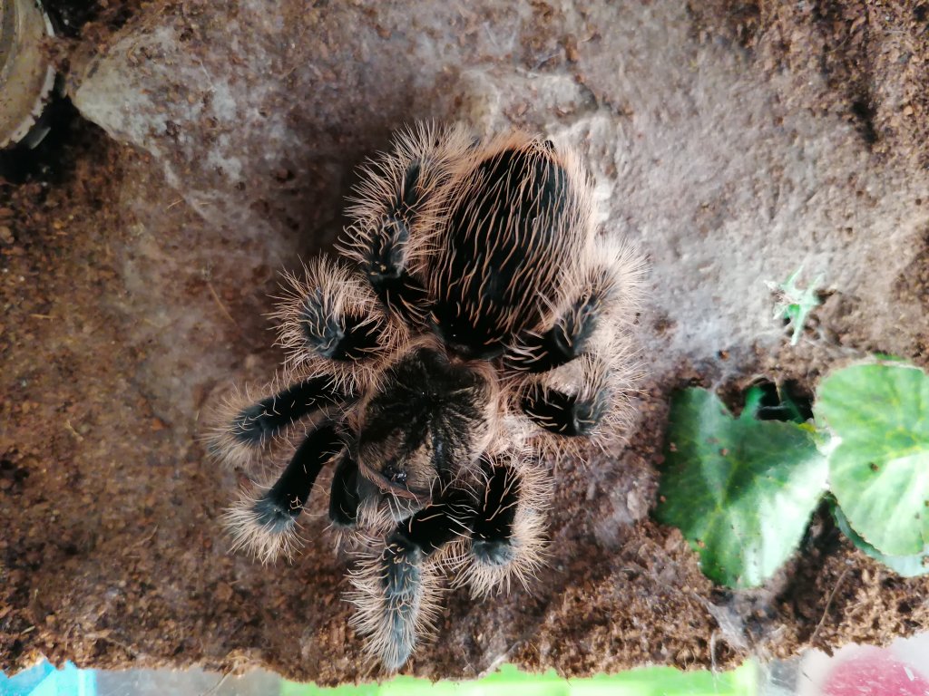 B. albopilosum