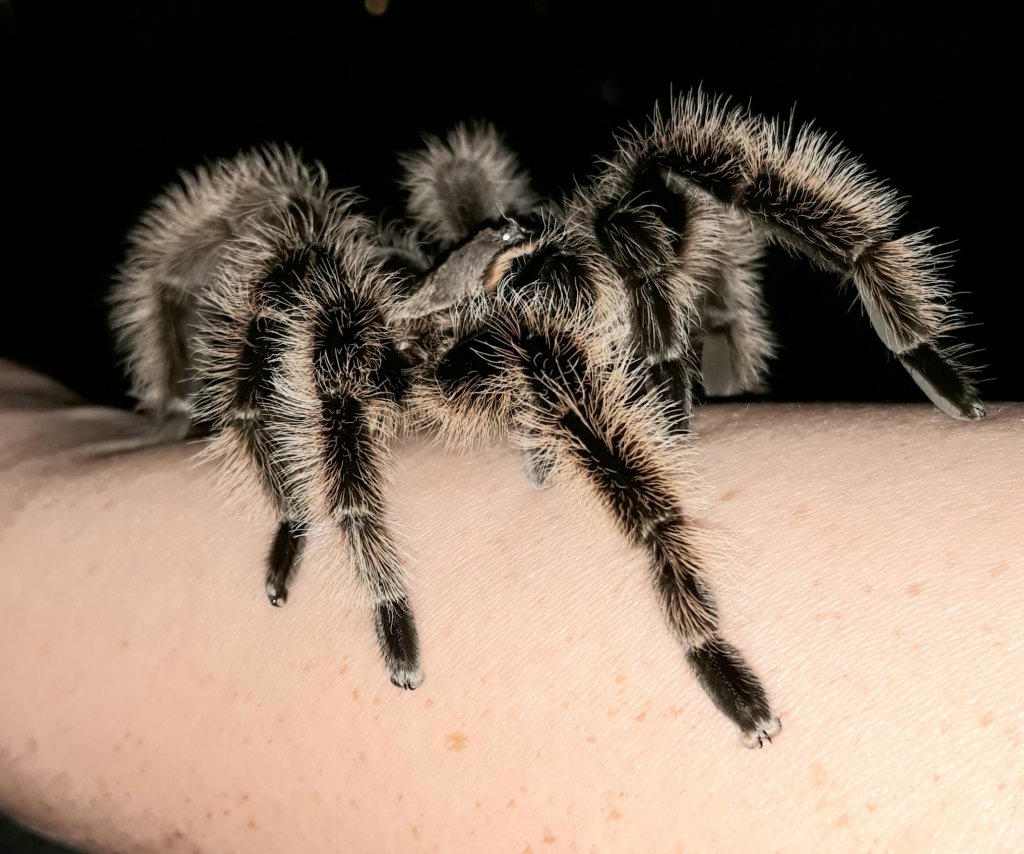 B. albopilosum