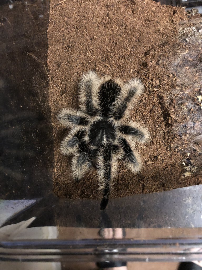 B.albopilosum