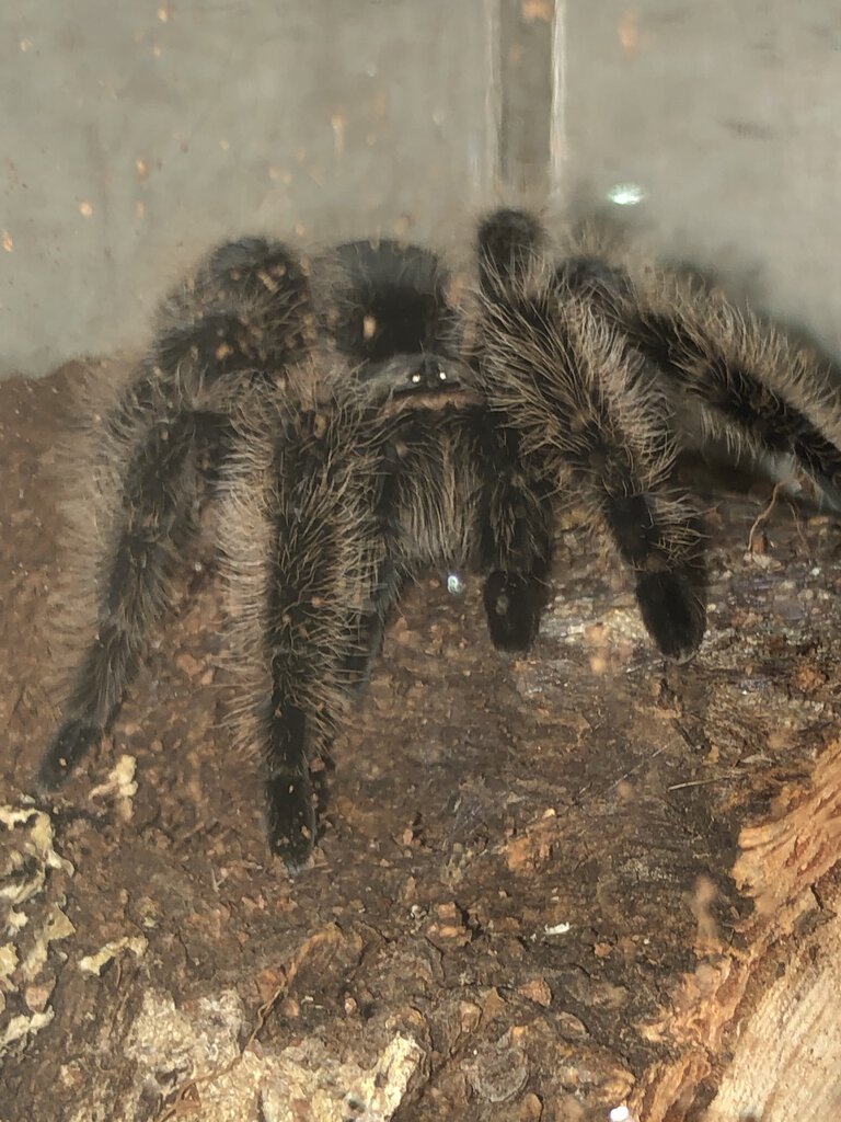 B.albopilosum