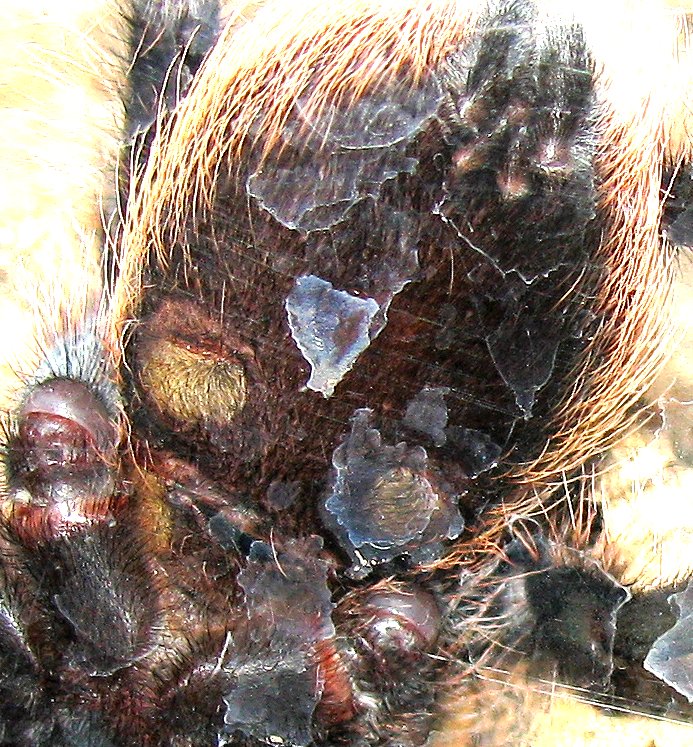 B. albopilosum