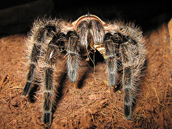 B. albopilosum