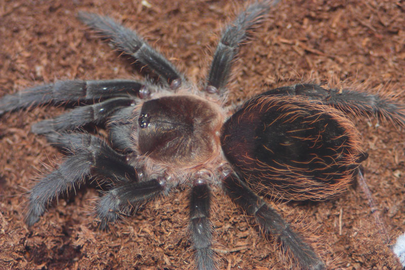 B. albopilosum