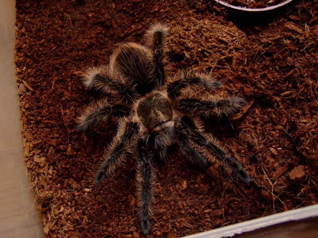 B.albopilosum