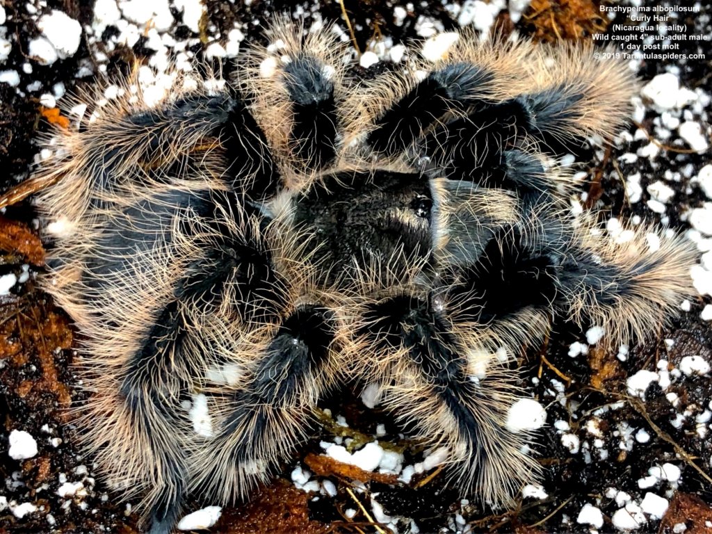 B.albopilosum_Nicaragua(M)SA_1