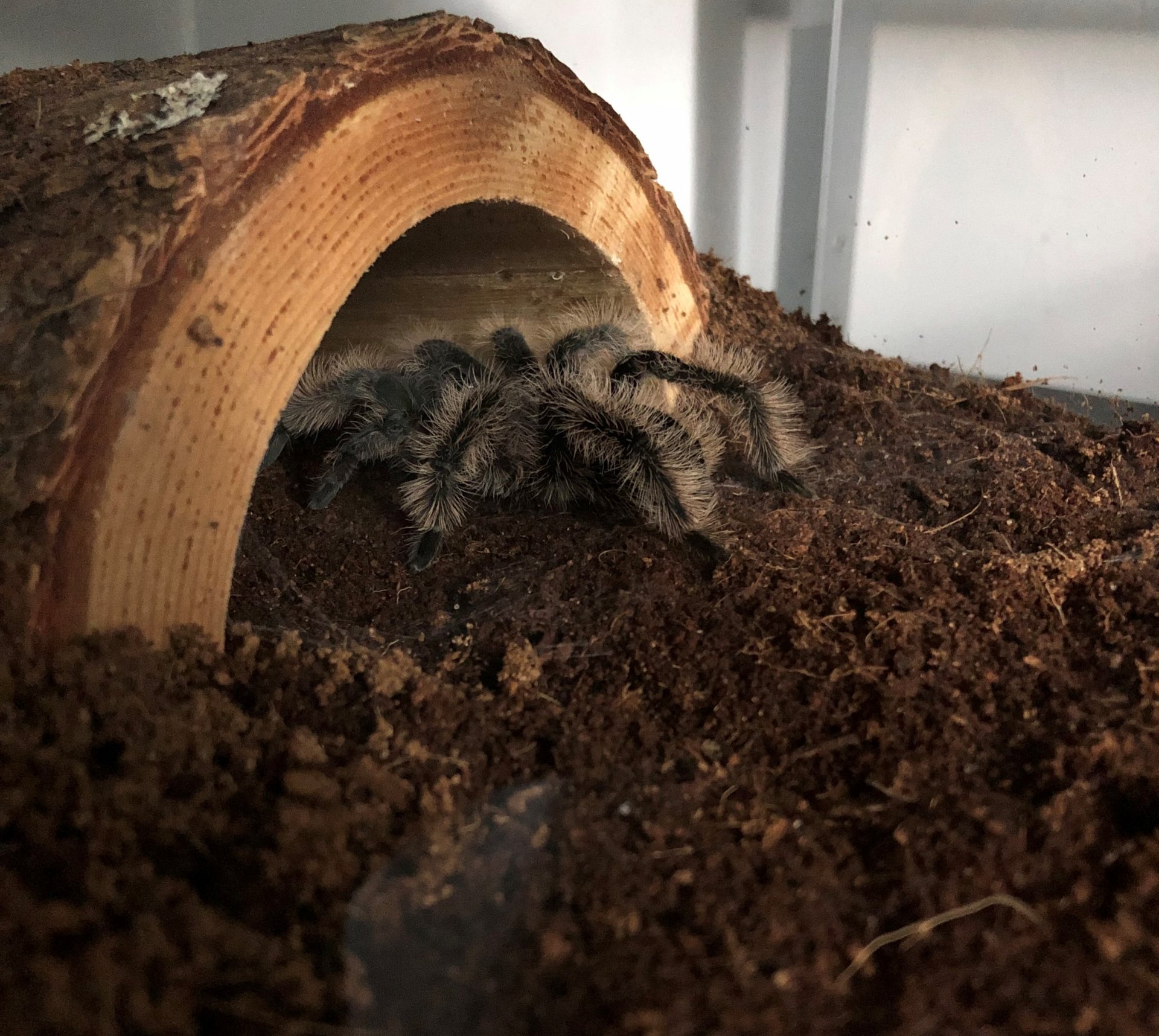 B. albopilosum's new home