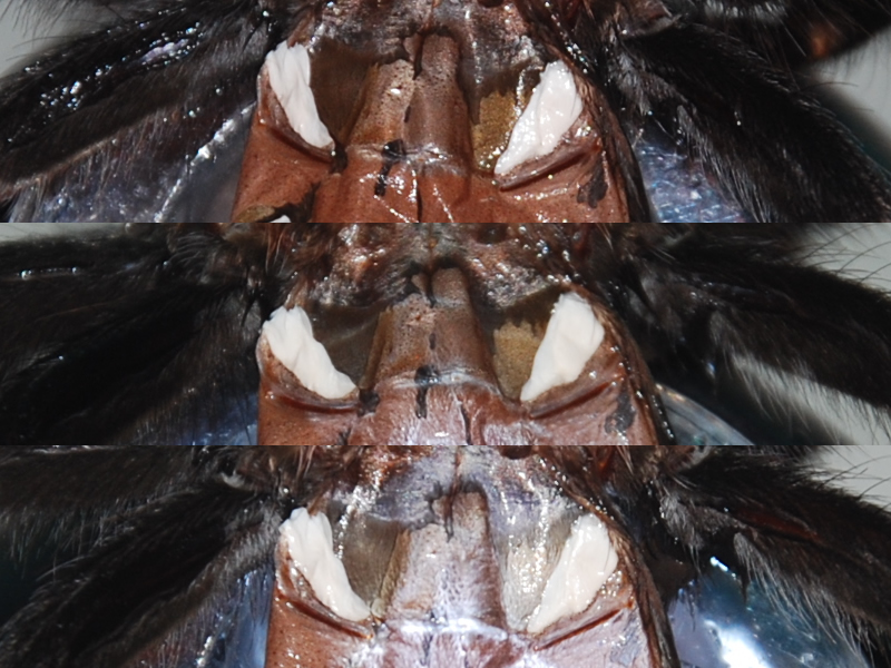 B.auratum#1