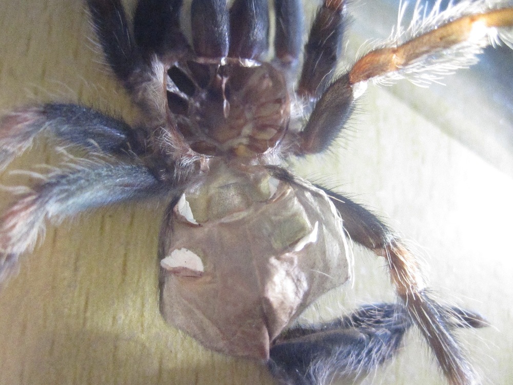 B. Auratum#2