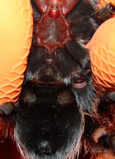 B. Auratum Female Or Male