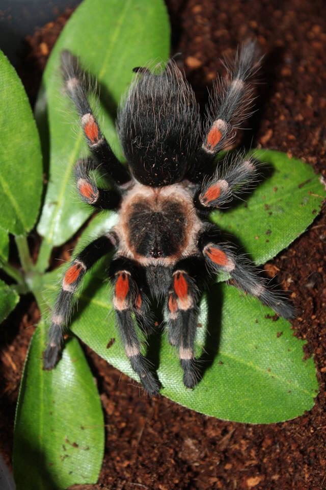 B.auratum female