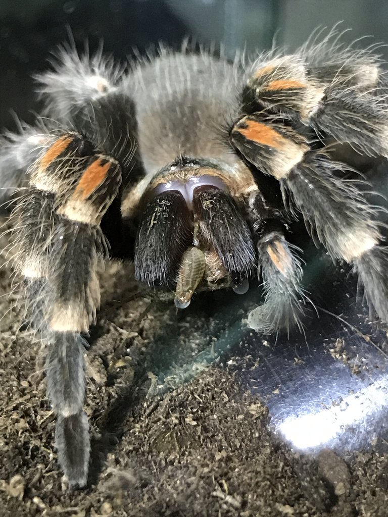 B. Auratum Munching