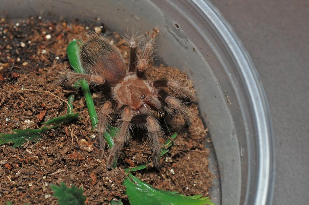 B. Auratum Or Boehmei?