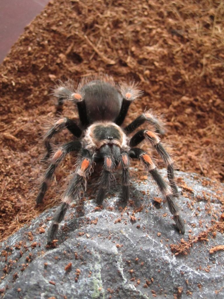 B.auratum